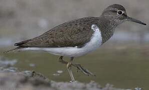 Common Sandpiper