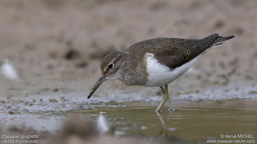 Common Sandpiper