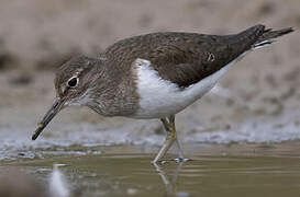 Common Sandpiper