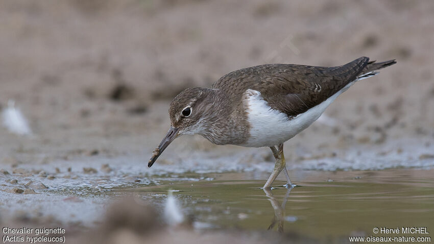 Common Sandpiper