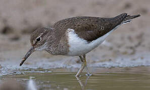 Common Sandpiper