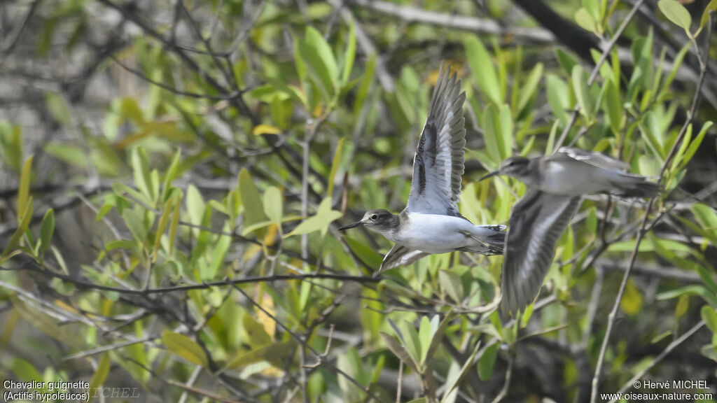 Common Sandpiper