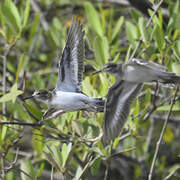 Common Sandpiper