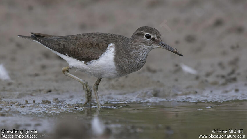 Common Sandpiper