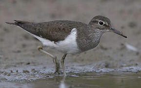 Common Sandpiper