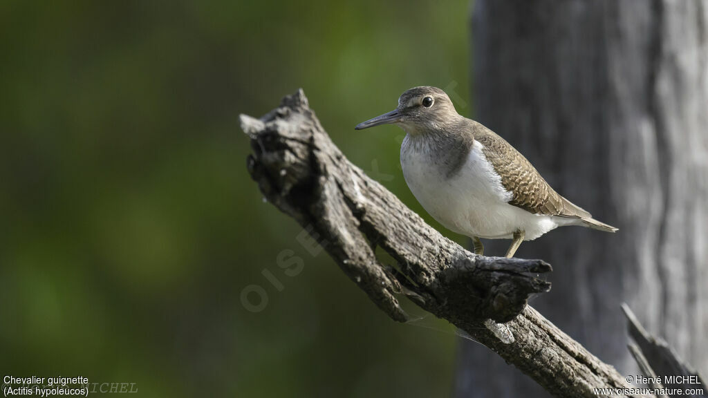 Common Sandpiper