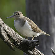 Common Sandpiper