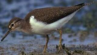 Common Sandpiper