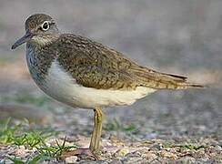 Common Sandpiper