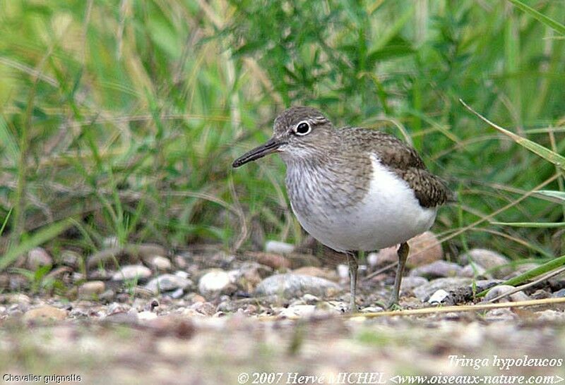 Common Sandpiper