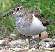 Common Sandpiper