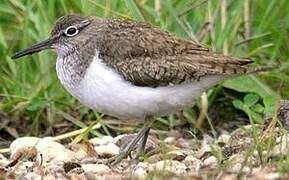 Common Sandpiper