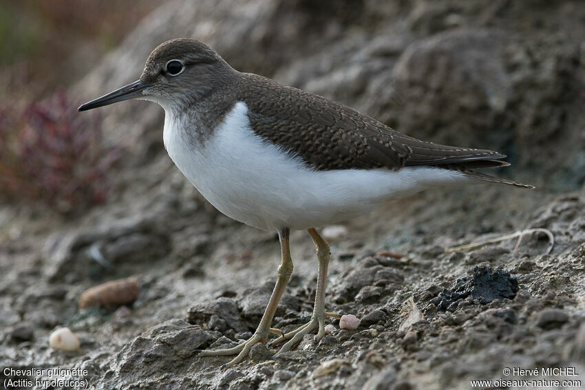 Common Sandpiperadult