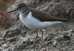 Common Sandpiper