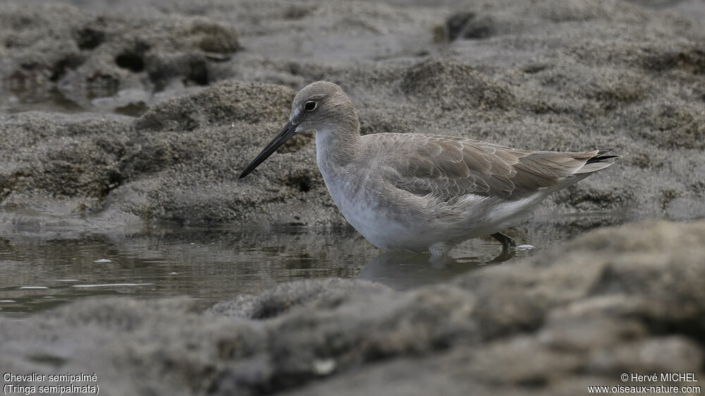 Willet