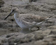 Willet