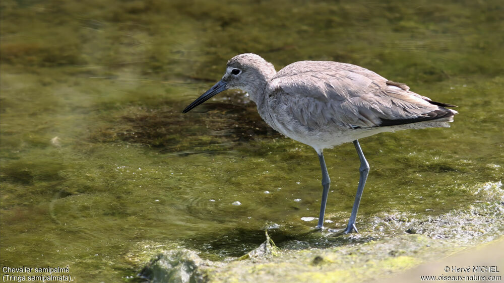 Willetadult post breeding