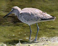 Willet