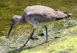 Willet