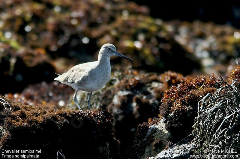 Willet, identification