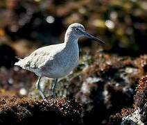 Willet