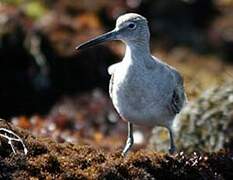 Willet