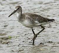 Willet