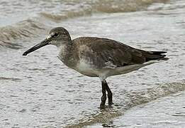 Willet