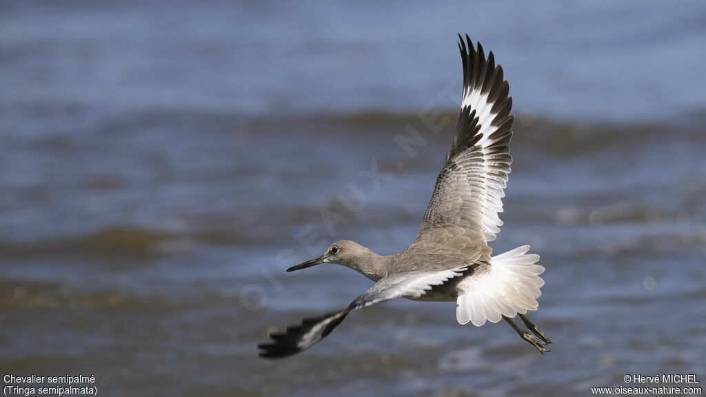 Willet