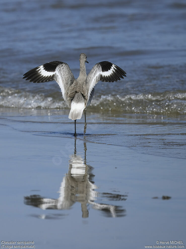 Willet