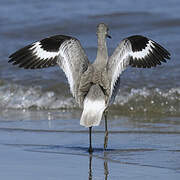 Willet