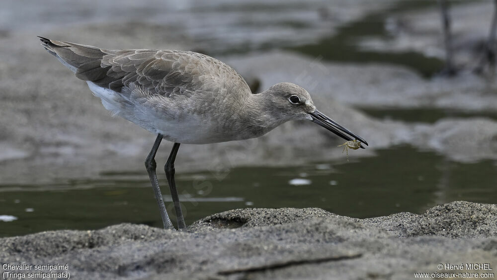 Willet