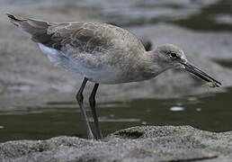 Willet