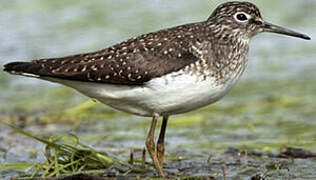 Solitary Sandpiper