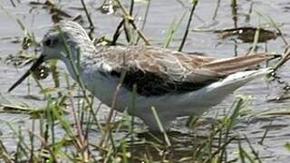 Marsh Sandpiper