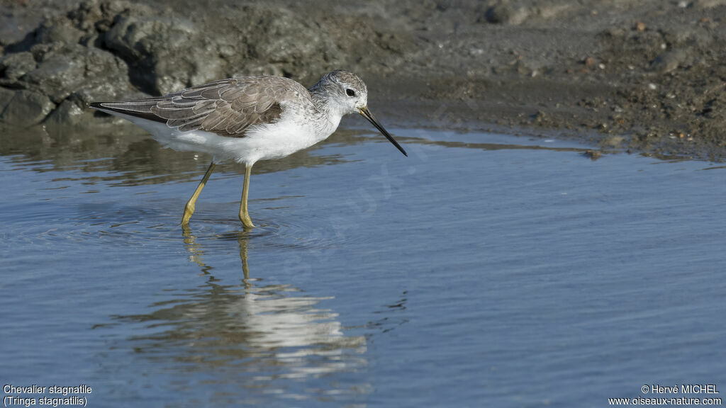 Marsh Sandpiper