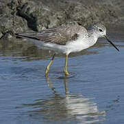 Marsh Sandpiper