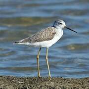 Marsh Sandpiper