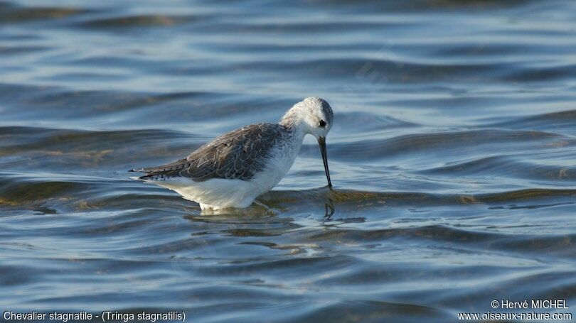 Marsh Sandpiper