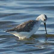 Marsh Sandpiper