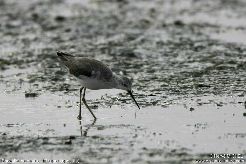 Marsh Sandpiper