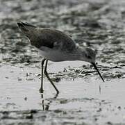 Marsh Sandpiper