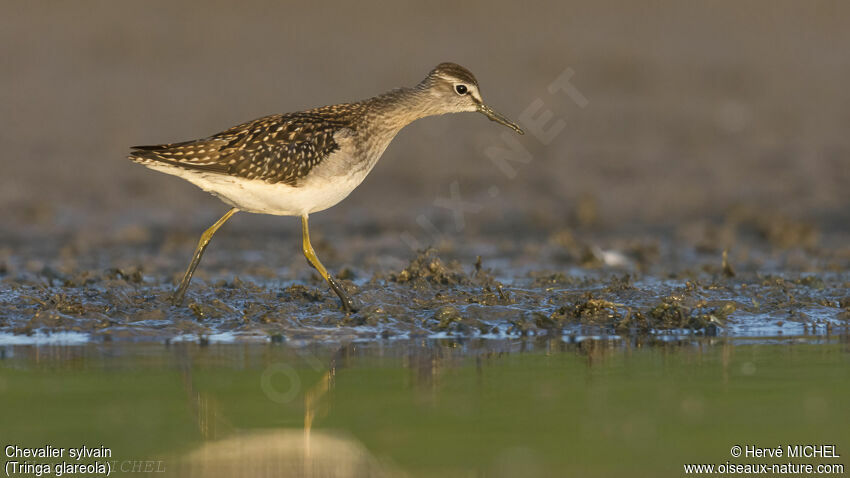 Wood Sandpiper