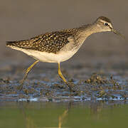 Wood Sandpiper