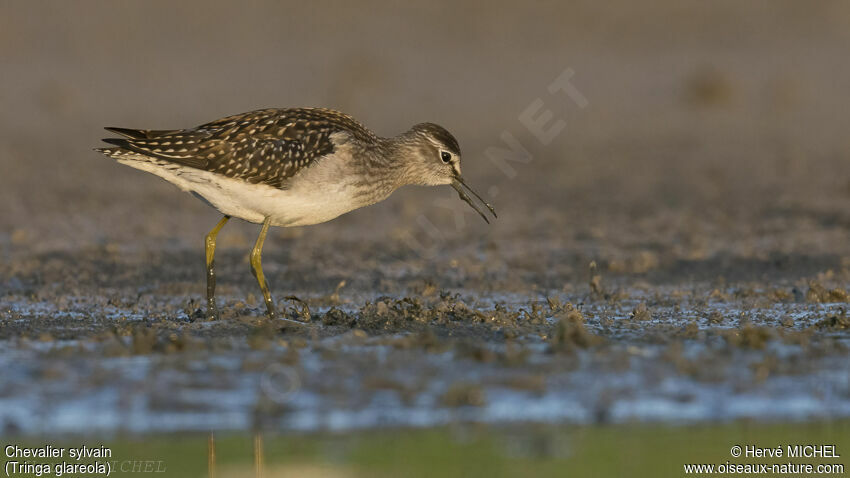 Wood Sandpiper