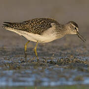 Wood Sandpiper