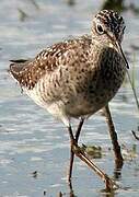 Wood Sandpiper