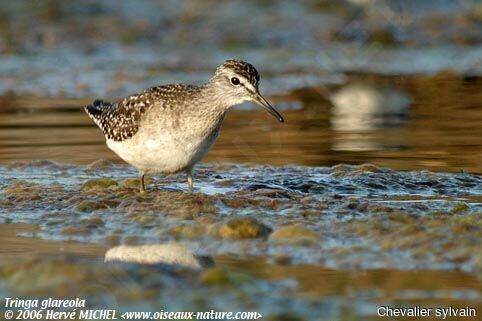 Wood Sandpiper