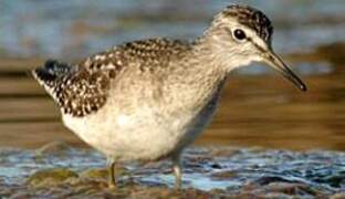 Wood Sandpiper