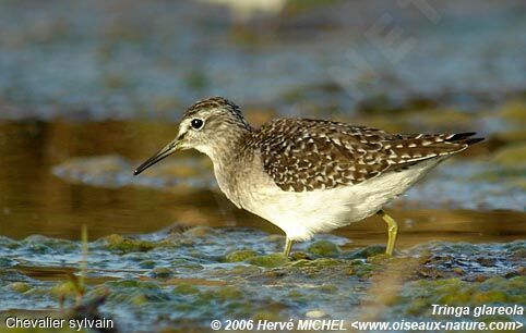 Wood Sandpiper